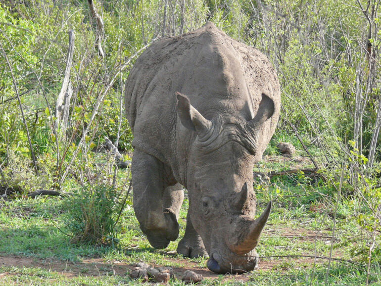 White rhino in Pilanesberg 3