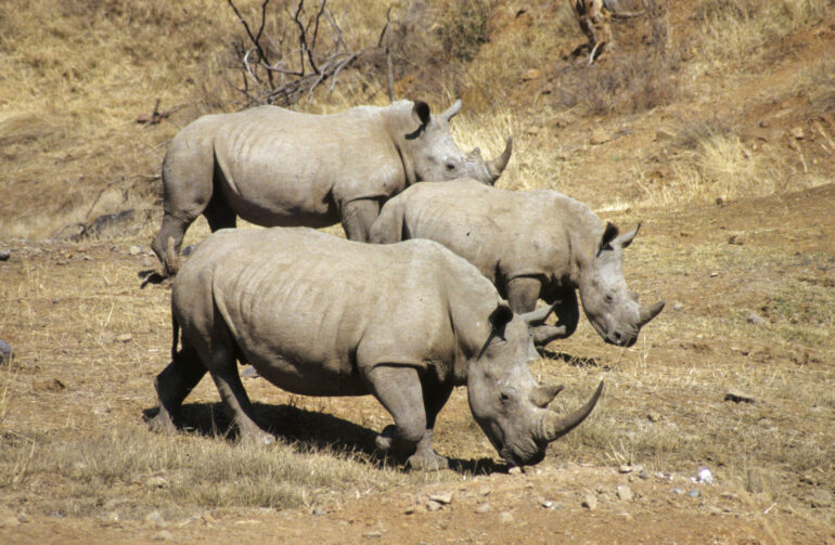 White rhino in Loskop Dam