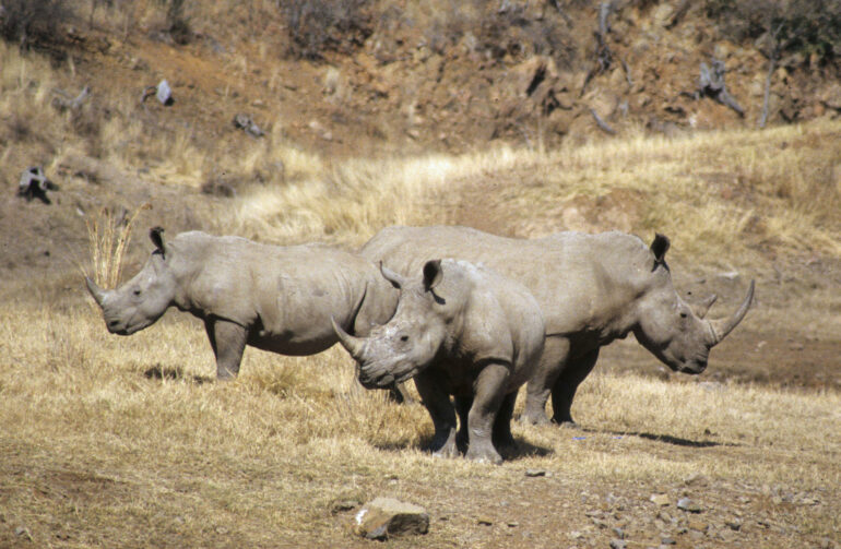 White rhino in Loskop Dam 1994