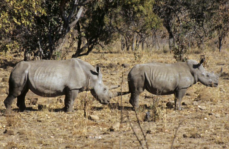 Mother with subadult white rhino