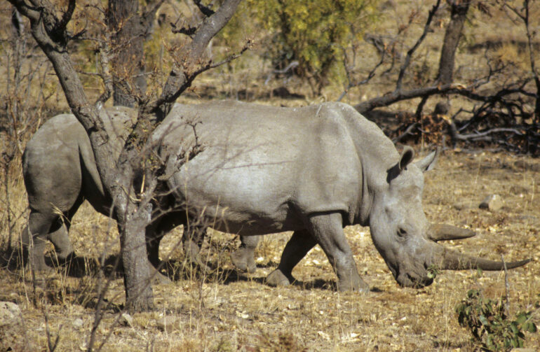 Mother and calf in Loskop Dam