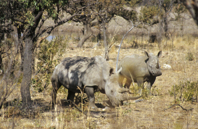 White rhino in Loskop Dam 1994