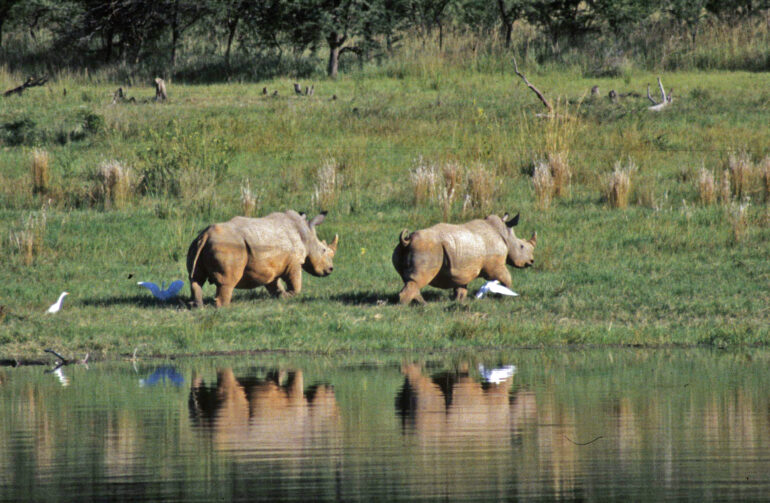 White rhino by the Loskop Dam