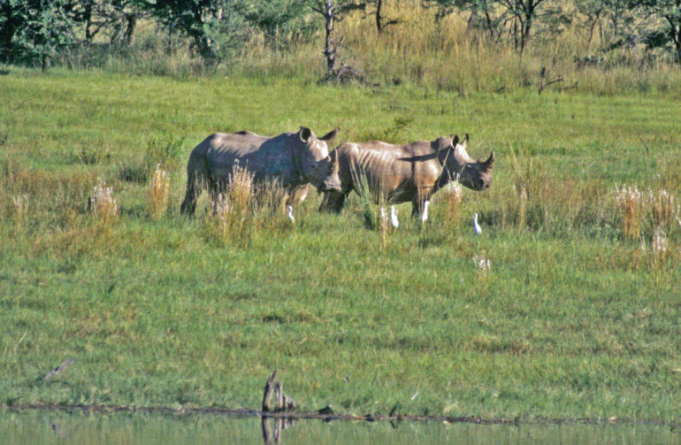 White rhino in Loskop Dam 1994