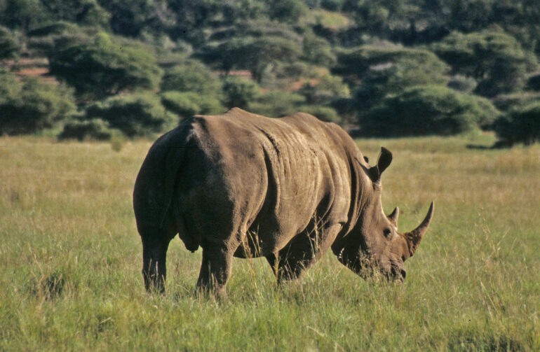 White rhino in Pilanesberg