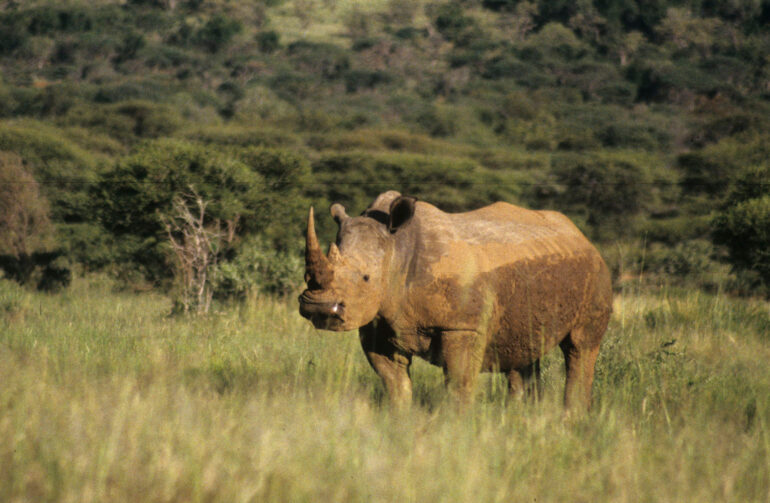 White rhino 1994 Pilanesberg