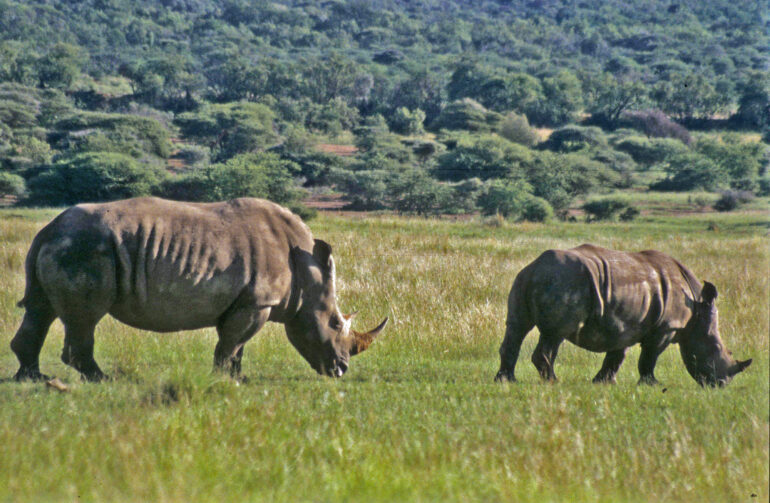 White rhino mother and calf