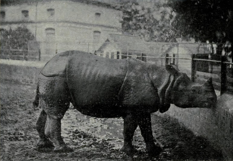 Calcutta Zoo 1911