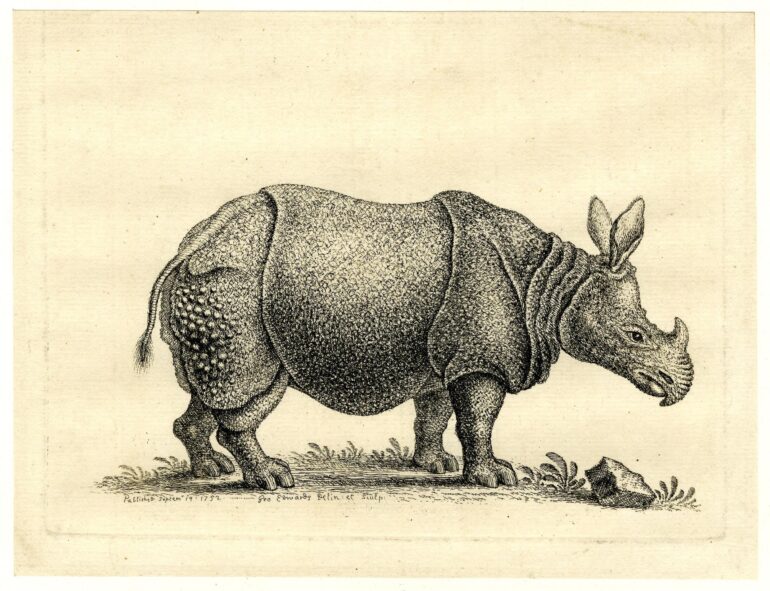 Edwards 1752 London rhino