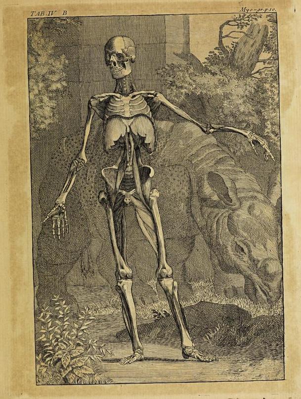 Tarin 1753 copy of Albinus