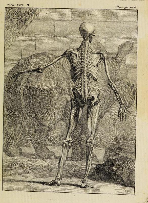 Tarin 1753 after Albinus