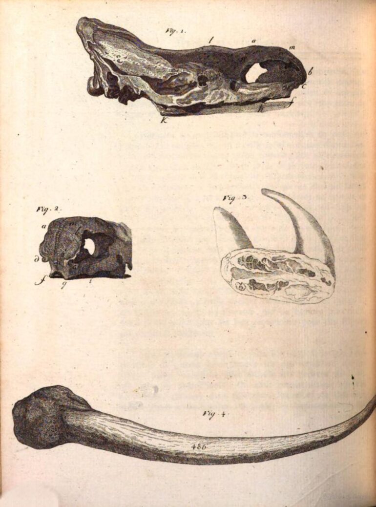 Collini 1793 rhino parts