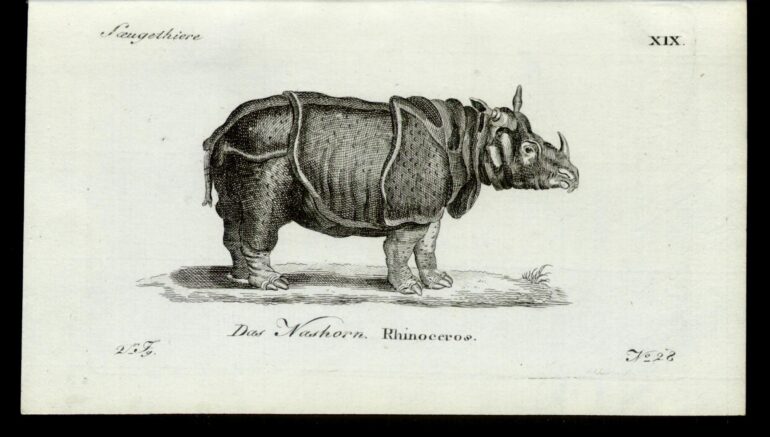 Franke 1798 Nashorn