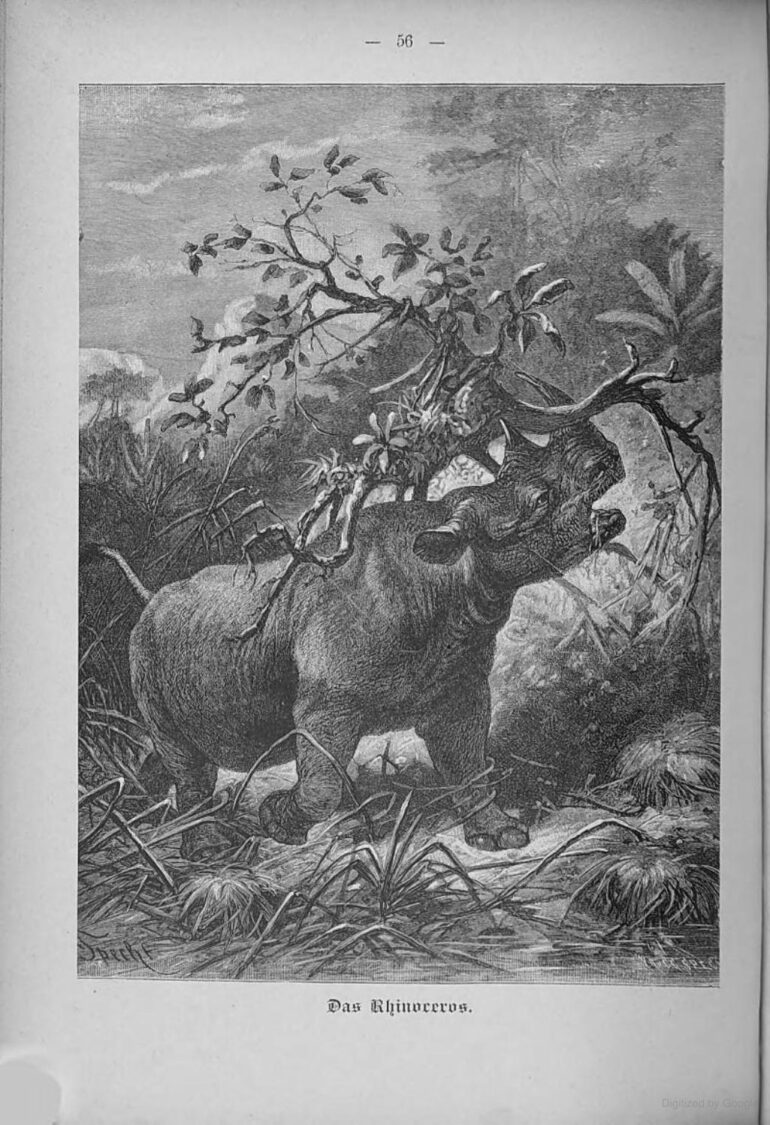 Specht 1896 black rhino
