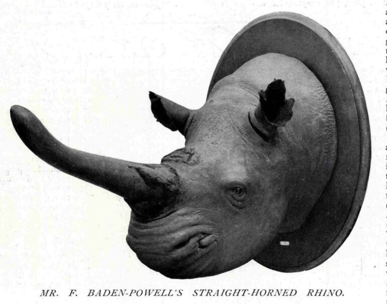 Baden-Powell Straight-horned rhino