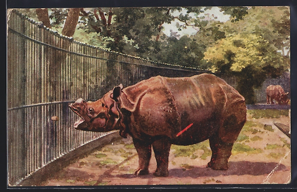 London Zoo postcard 1926