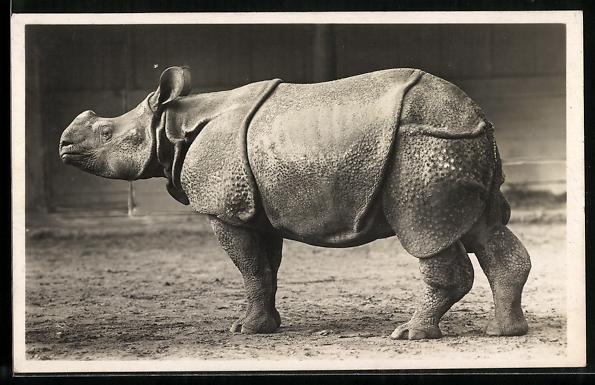 Rhino from Nepal at Hagenbeck