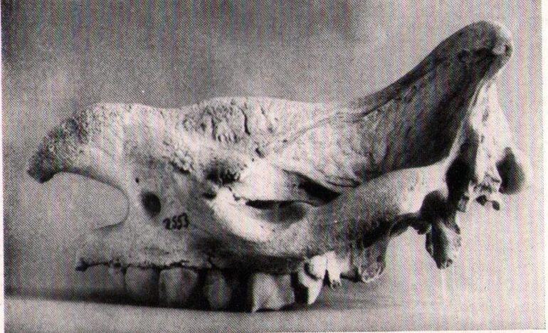 Schaumburg skull Hluhluwe