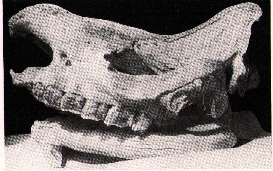 Skull Zululand