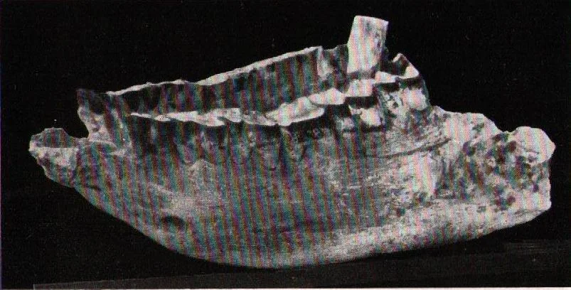 Skull Kolmanskuppe