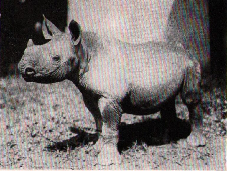 Kunene rhino in Hagenbeck’s Tierpark