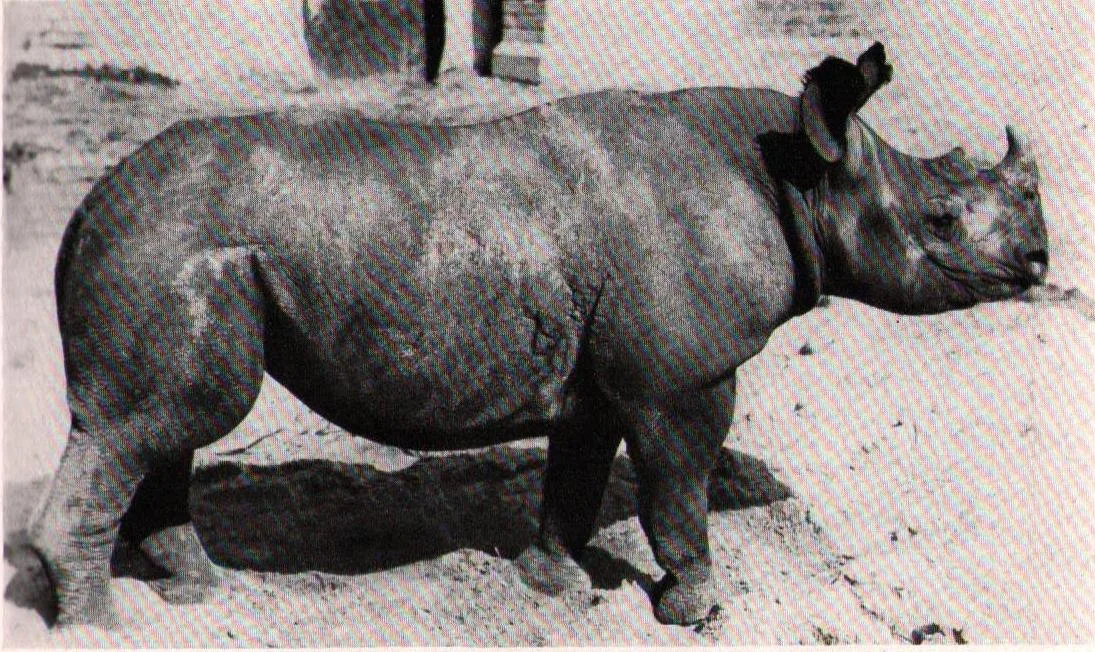 Amsterdam 1961 Namibian rhino