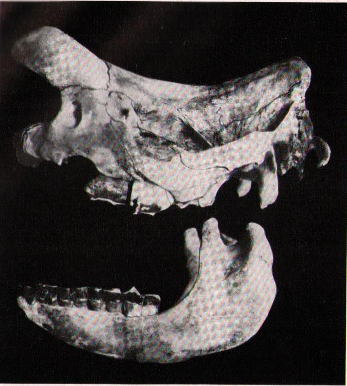 Hagenbeck 1914 occidentalis