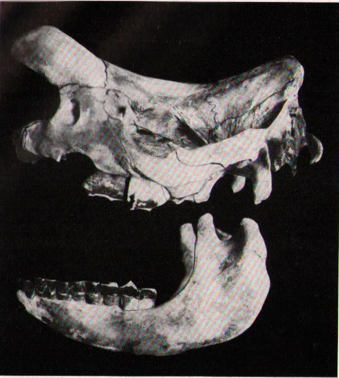 Hagenbeck 1914 occidentalis
