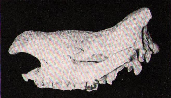 Sjolander 1948 angolensis