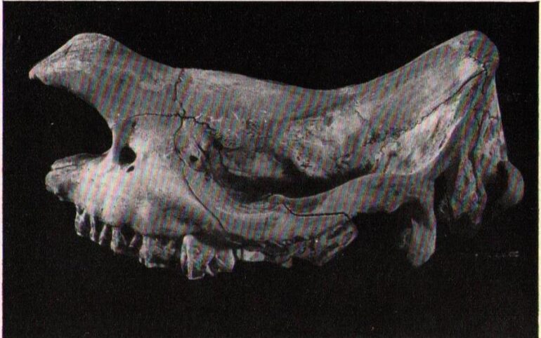 Sparrman 1775 Quammedacka