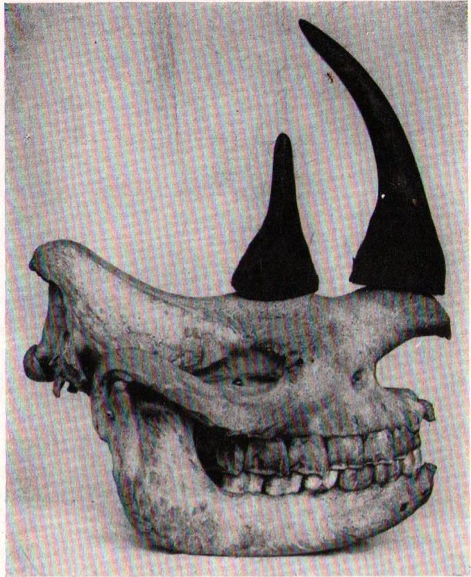 Boie 1826 bicornis skull