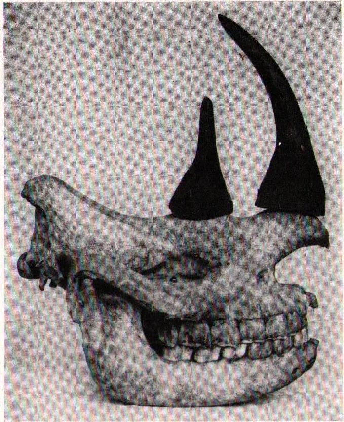 Boie 1826 bicornis skull