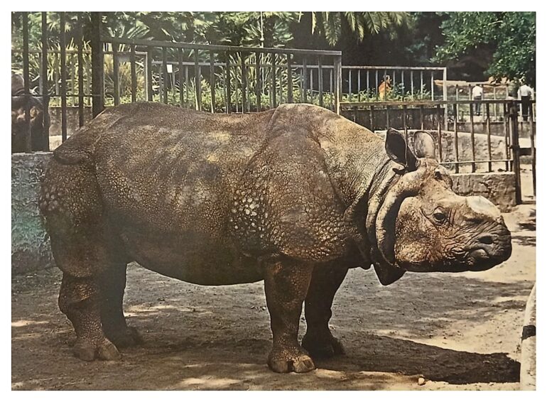 Indian rhinoceros bull "Tomy" at Zoo Roma 1982
