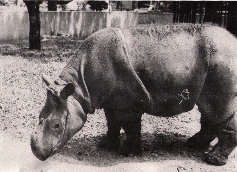 Sumatran rhino in Bangkok Zoo