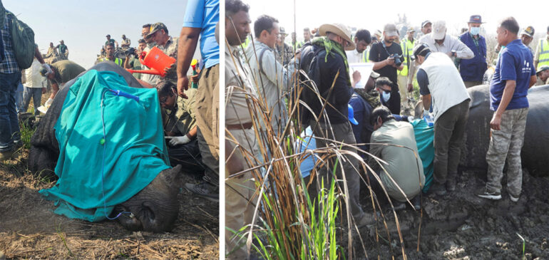 Dudhwa translocation 2025