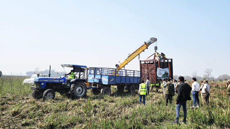 Translocation in Dudhwa 2025