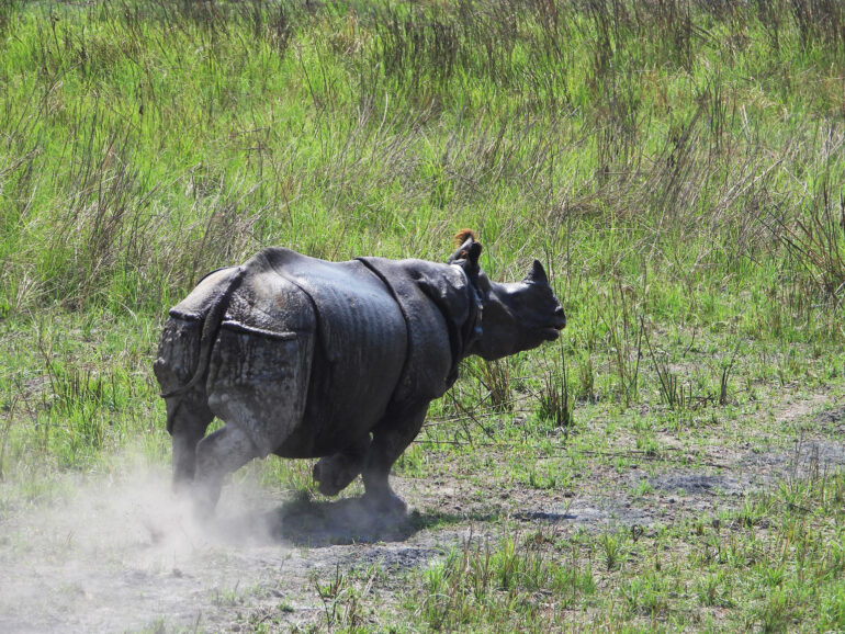 Dudhwa translocation 2025