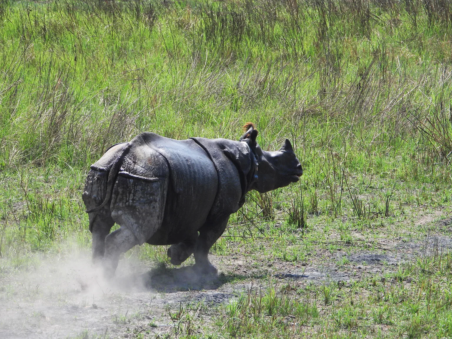 Dudhwa translocation 2025