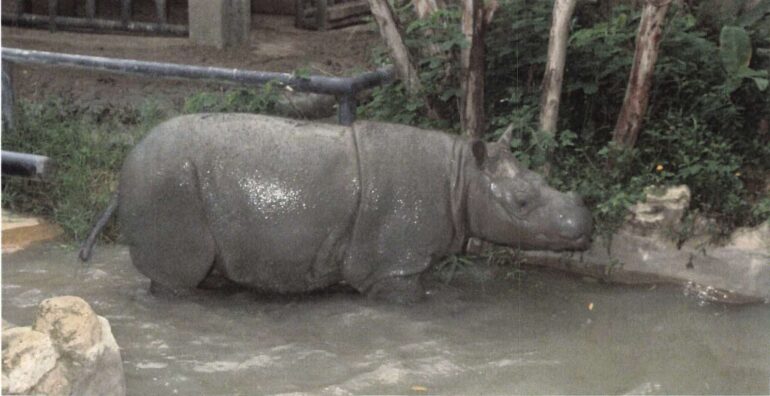 Sumatran rhino in Bangkok Zoo