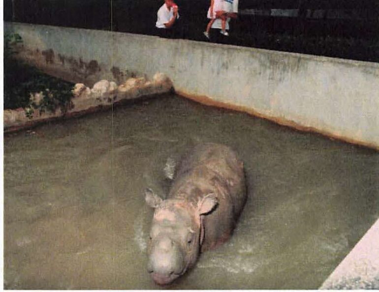 Bangkok Zoo 1986 Sumatran