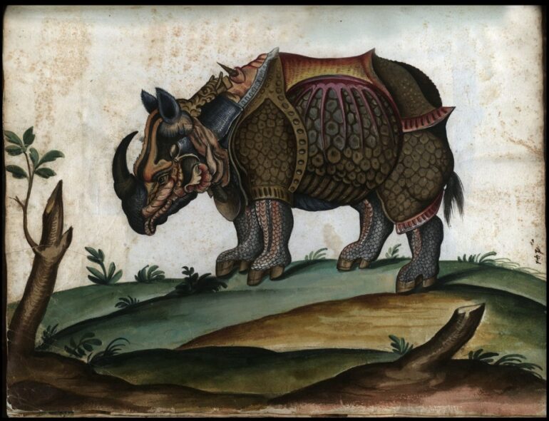 Drawing of rhinoceros
