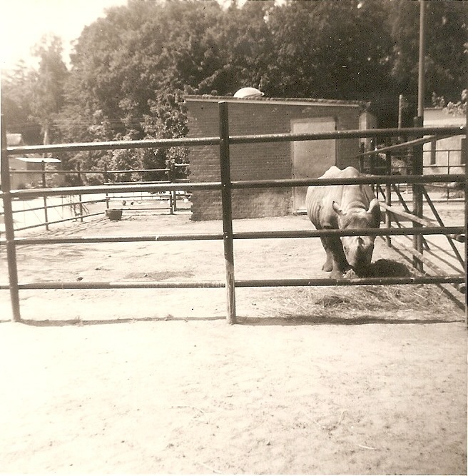 Black rhino in Ostfriesischer Zoo