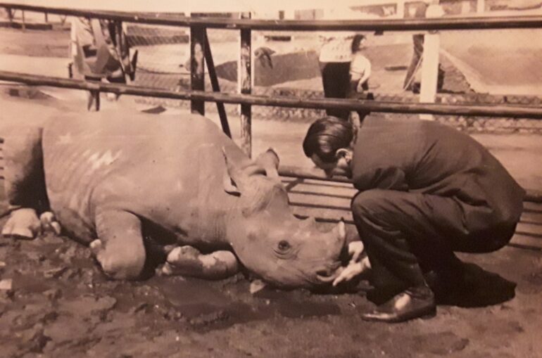 Black rhinoceros in Ostfriesischer Zoo