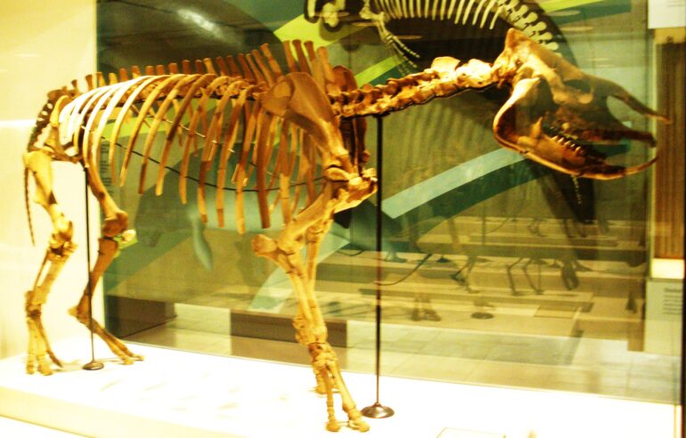 Ceratorhinus tagicus moguntianum