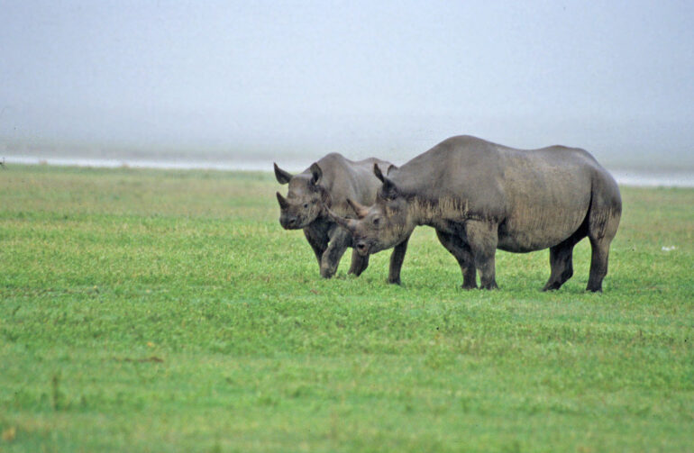 Ngorongoro 2000 mother