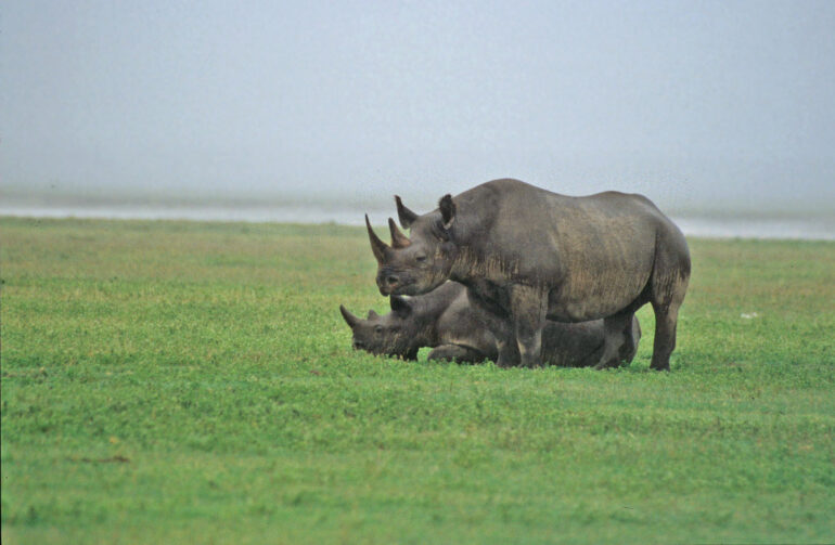Black rhino mother and calf