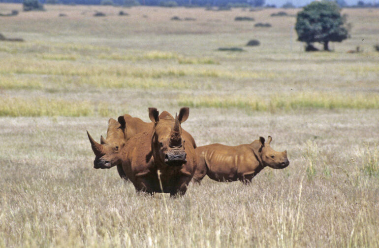Lichtenburg white rhino group