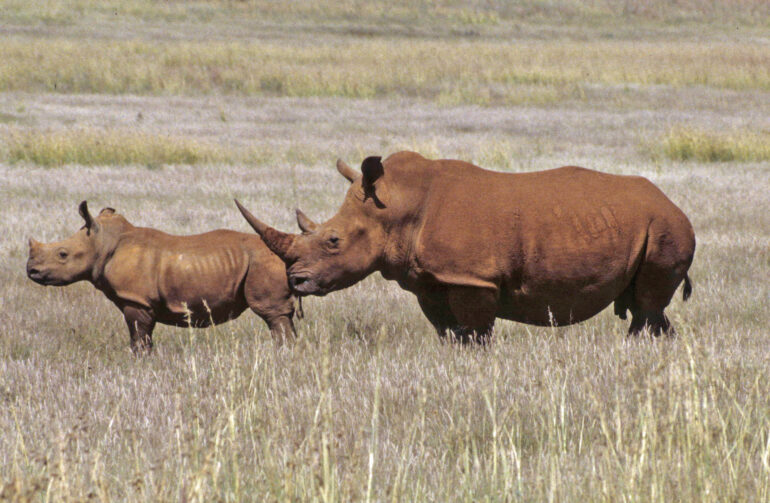 White rhino NW Province