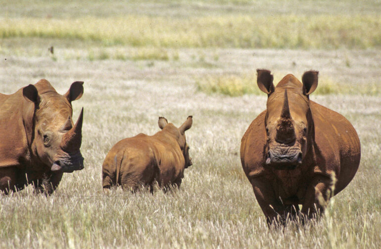 Lichtenburg three rhino