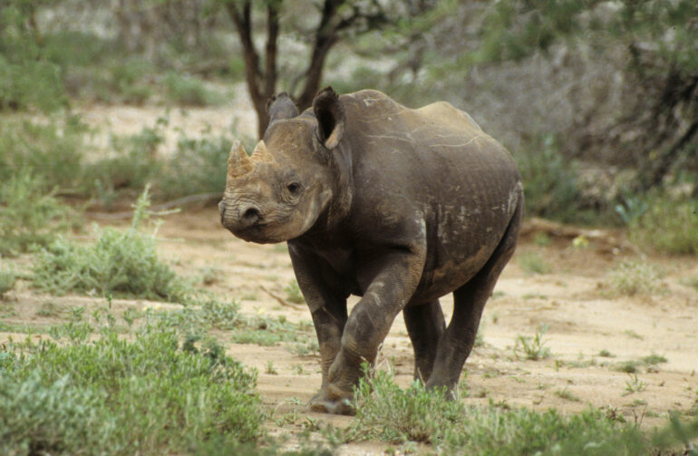 Etjo Safari Lodge 1997